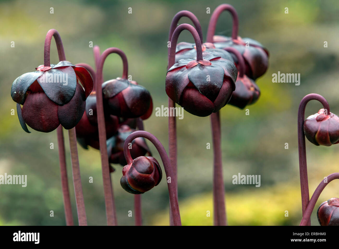 Sarracenia purpurea plante pourpre fleurs Banque D'Images