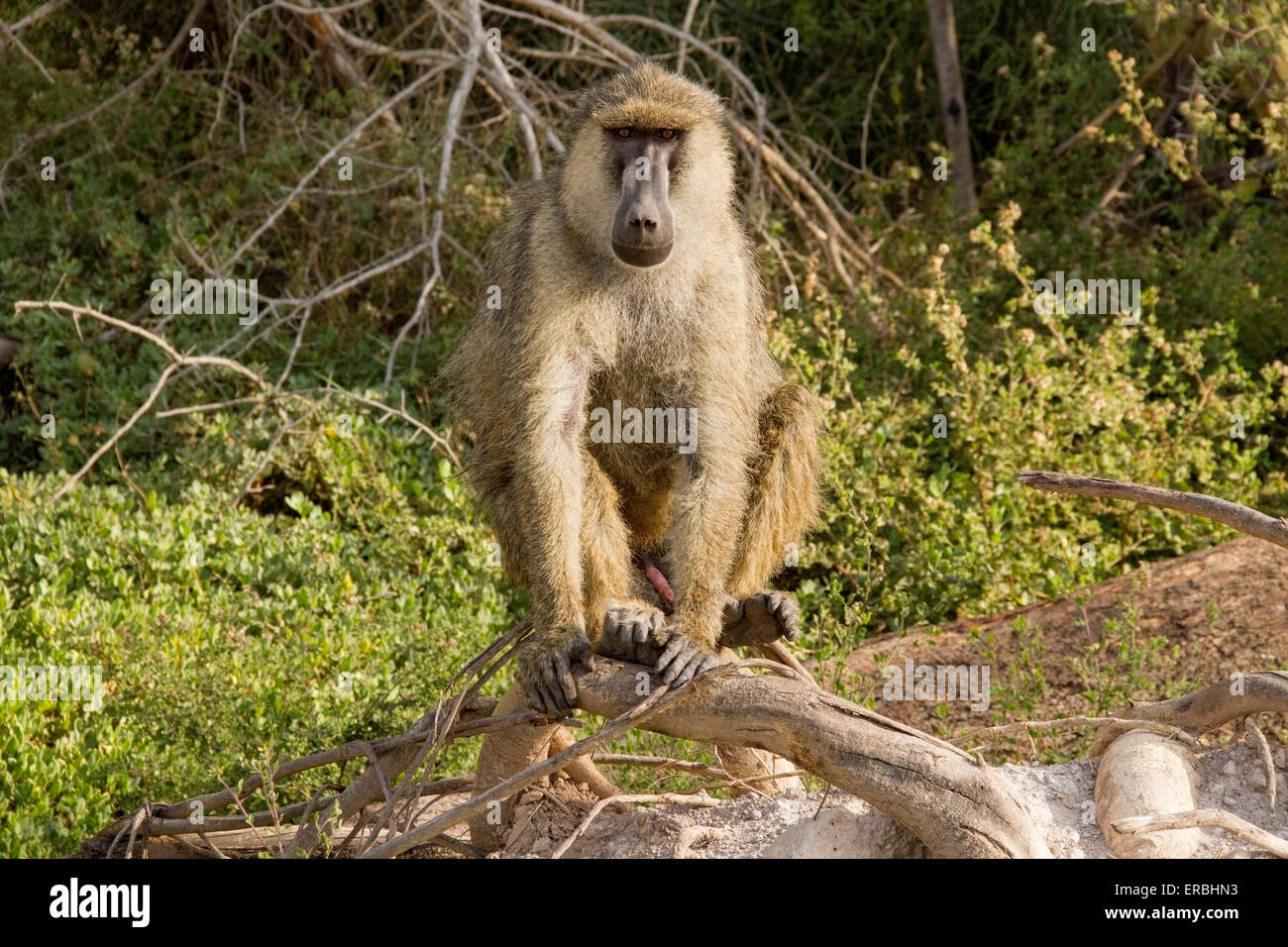 Des babouins olive (Papio anubis) mâle adulte assis sur branch looking at camera, Masai Mara, Kenya, Afrique Banque D'Images