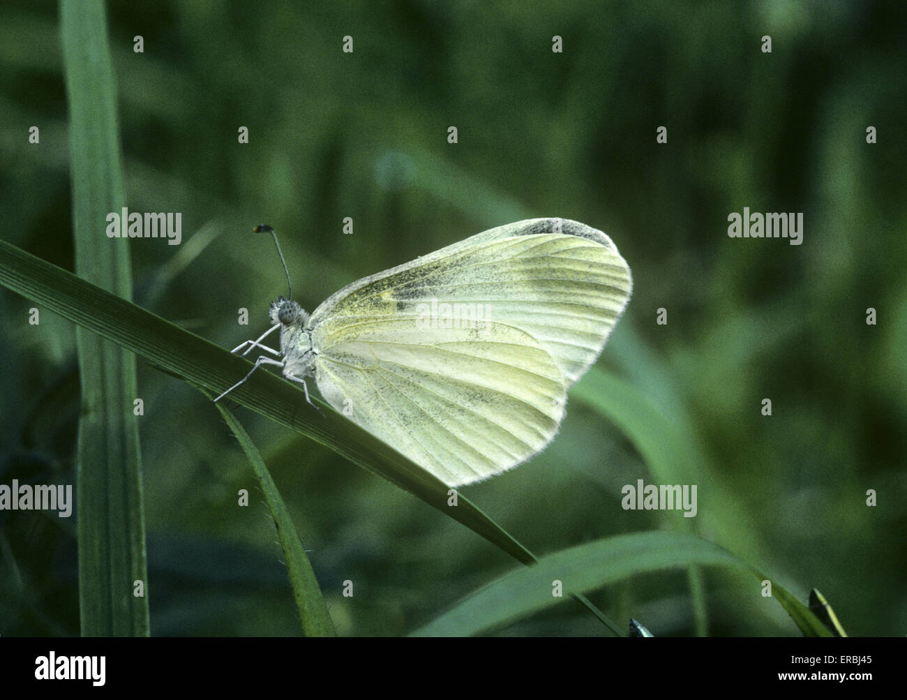 Bois Blanc - Leptidea sinapis Banque D'Images