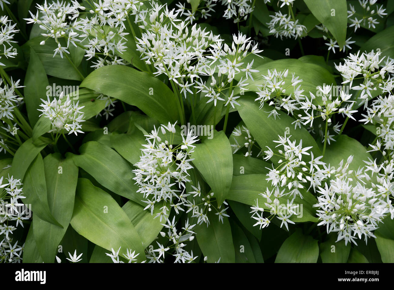 L'ail des ours Allium ursinum close-up Angleterre Kent Banque D'Images