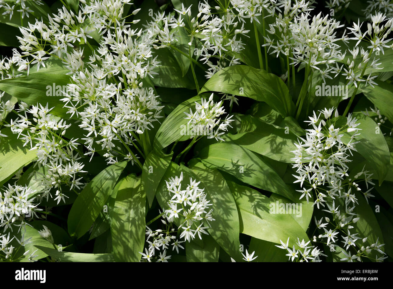 L'ail des ours Allium ursinum close-up Angleterre Kent Banque D'Images