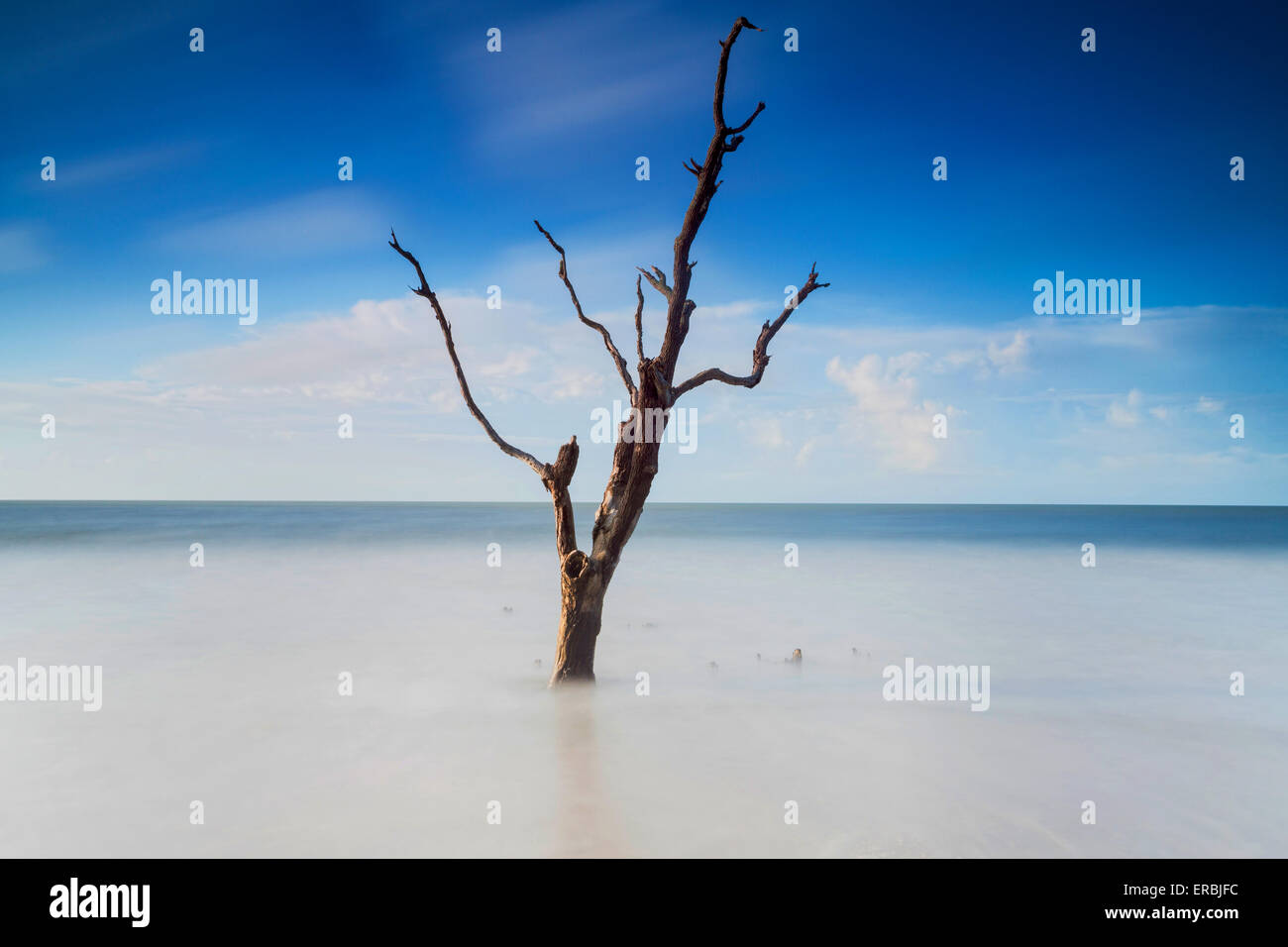 Tôt le matin, la lumière sur le boneyard beach à Botany Bay dans l'île de Edisto, Caroline du Sud. L'océan Atlantique a lentement consommé la forêt côtière par l'érosion naturelle laissant derrière les carcasses d'arbres morts. Banque D'Images