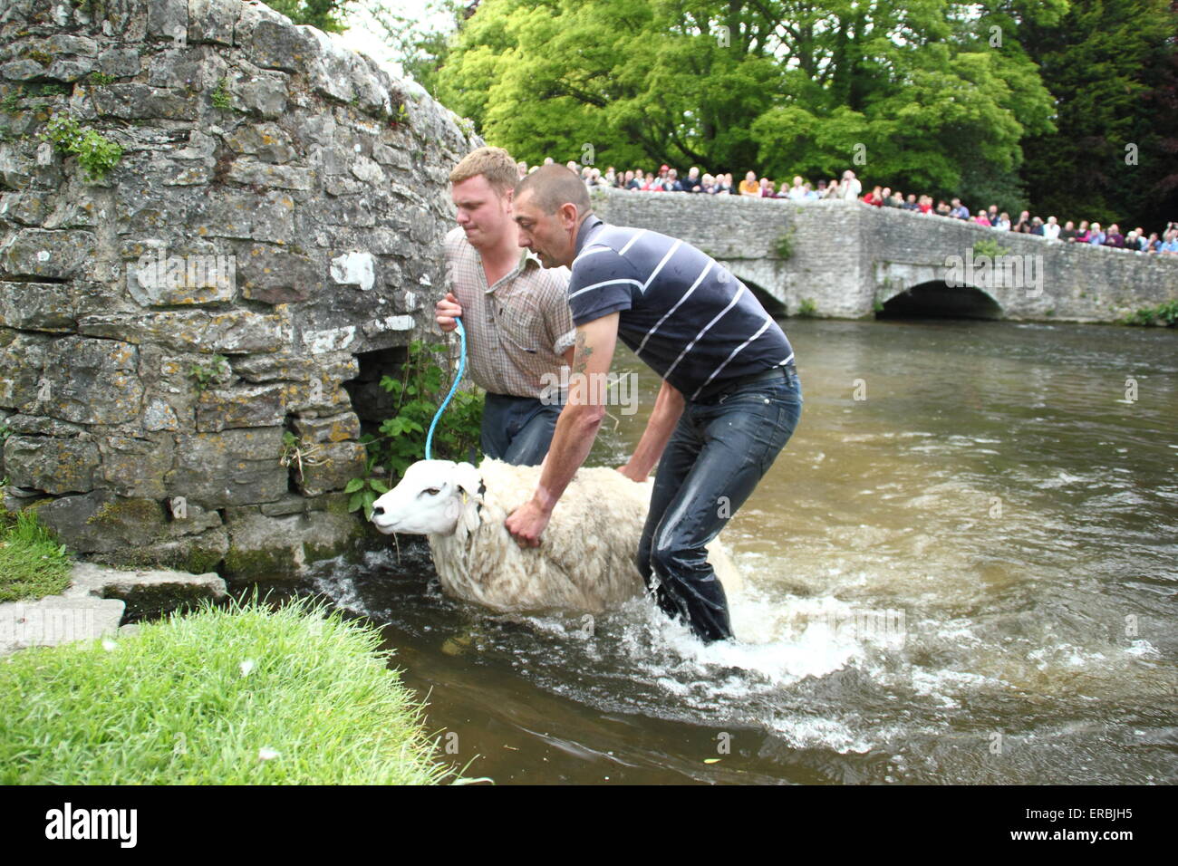 Les moutons sont trempées dans la rivière Wye Ashford au-dans-l-Eau dans le parc national de Peak District, Derbyshire, Royaume-Uni Banque D'Images