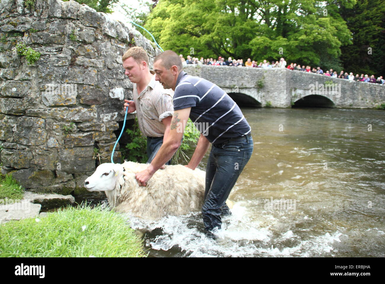 Les moutons sont trempées dans la rivière Wye Ashford au-dans-l-Eau dans le parc national de Peak District, Derbyshire, Royaume-Uni Banque D'Images