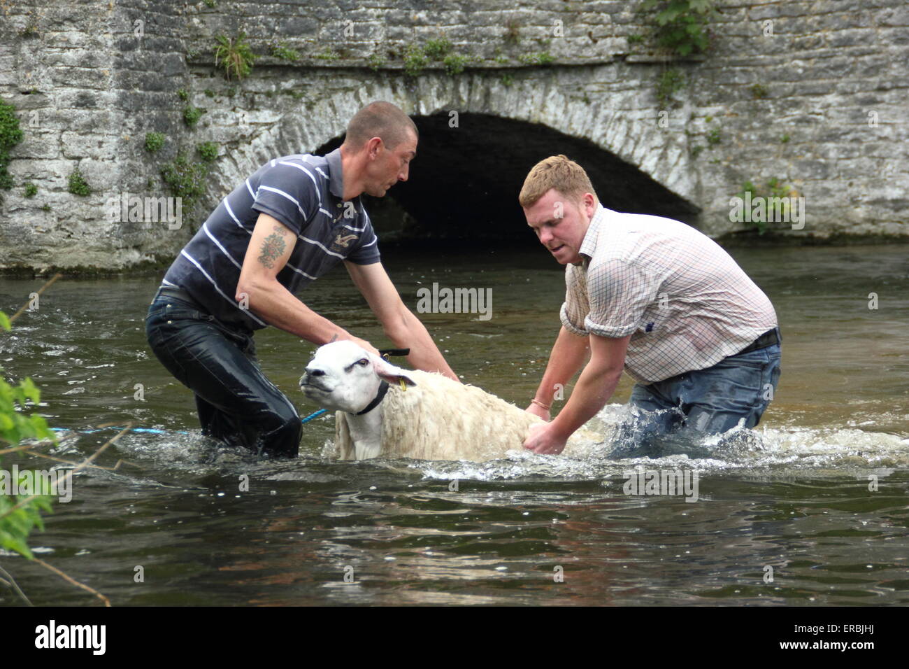 Les moutons sont trempées dans la rivière Wye Ashford au-dans-l-Eau dans le parc national de Peak District, Derbyshire, Royaume-Uni Banque D'Images