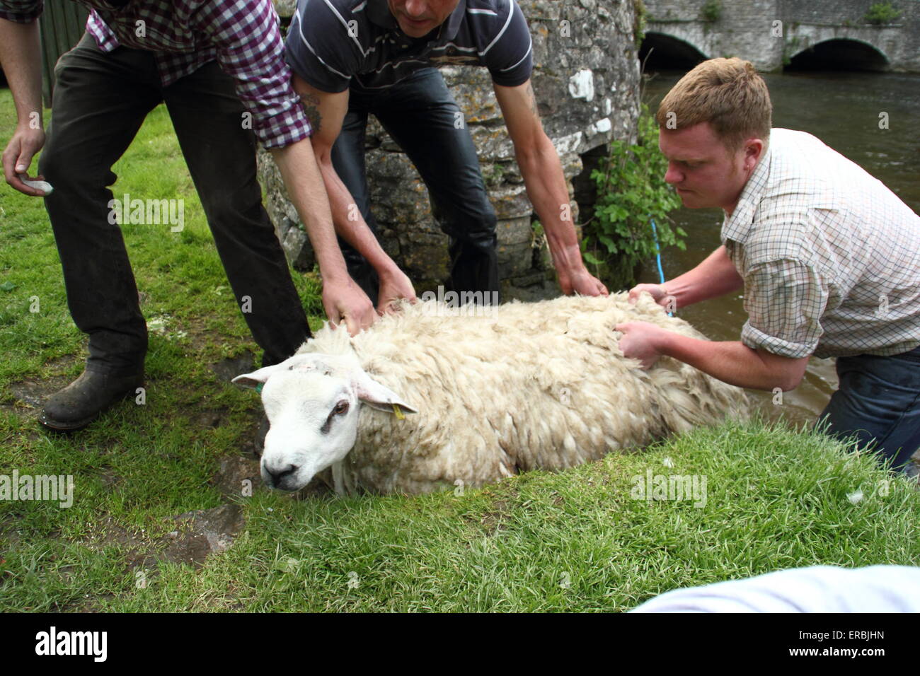 Les moutons sont trempées dans la rivière Wye Ashford au-dans-l-Eau dans le parc national de Peak District, Derbyshire, Royaume-Uni Banque D'Images