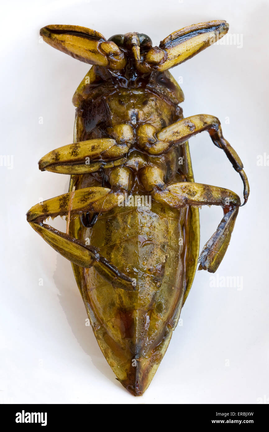 Cooked Giant Water Bug (scorpion d'eau - une délicatesse en Thaïlande - un exemple de la nourriture étrange ou bizarre mangée par les gens du monde entier Banque D'Images