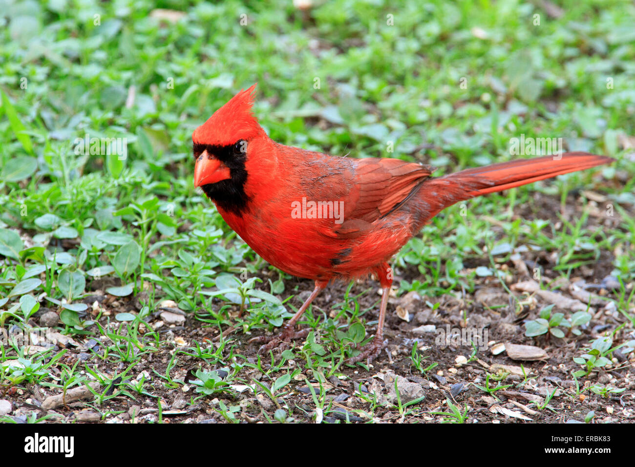 Le Cardinal rouge mâle (Cardinalis cardinalis ) Banque D'Images