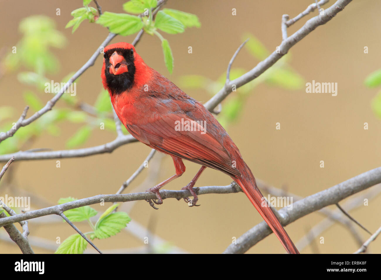 Le Cardinal rouge mâle (Cardinalis cardinalis ) Banque D'Images