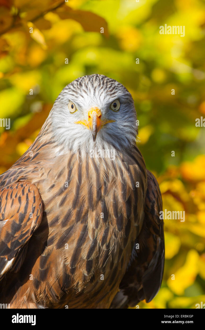 Le milan royal Milvus milvus (captive), femme head shot contre les couleurs de l'automne, Hawk Conservancy Trust, Andover, au Royaume-Uni en juin. Banque D'Images