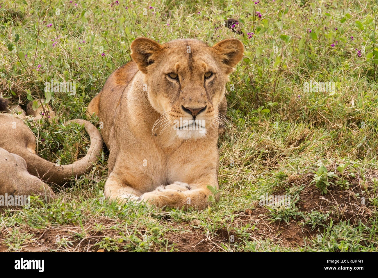 Lion (Panthera leo) potable lionnes étendue sur le sol avec les pieds croisés, Kenya, Africa Banque D'Images