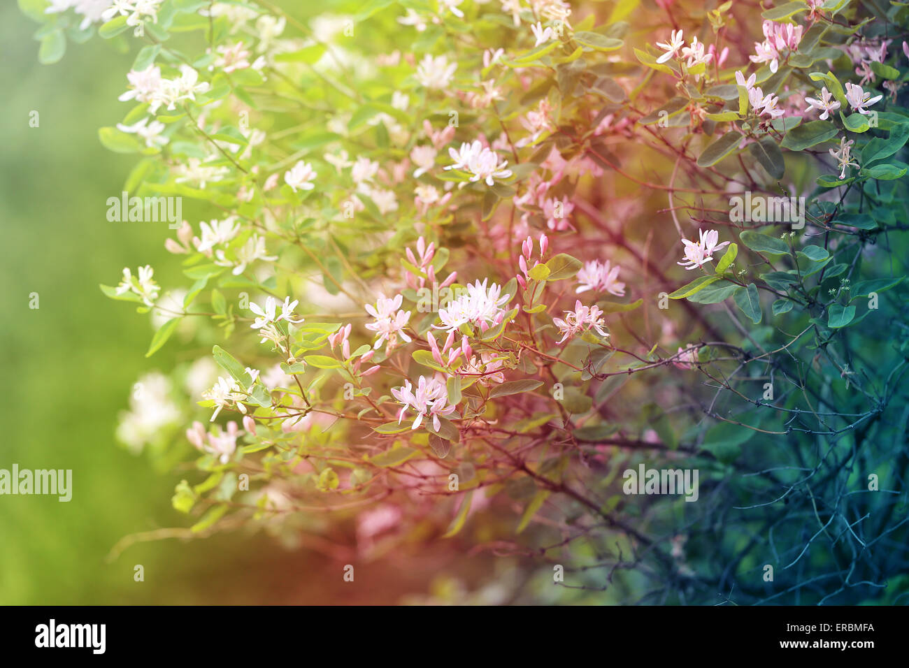 De belles fleurs sur fond abstrait photographié close up Banque D'Images