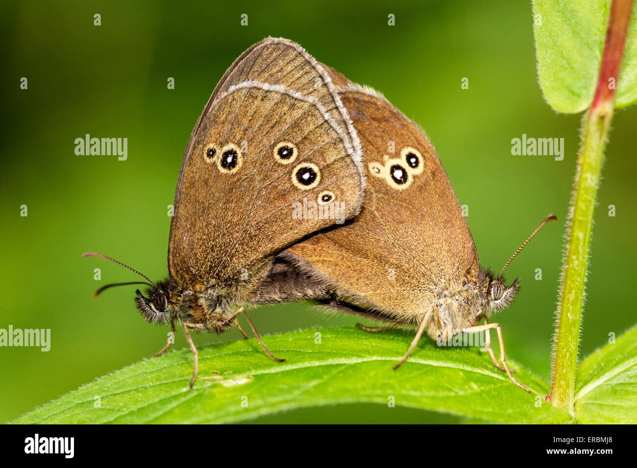 (Un papillon Aphantopus hyperantus) accouplement paire alors qu'elle repose sur la feuille, Angleterre, Royaume-Uni Banque D'Images