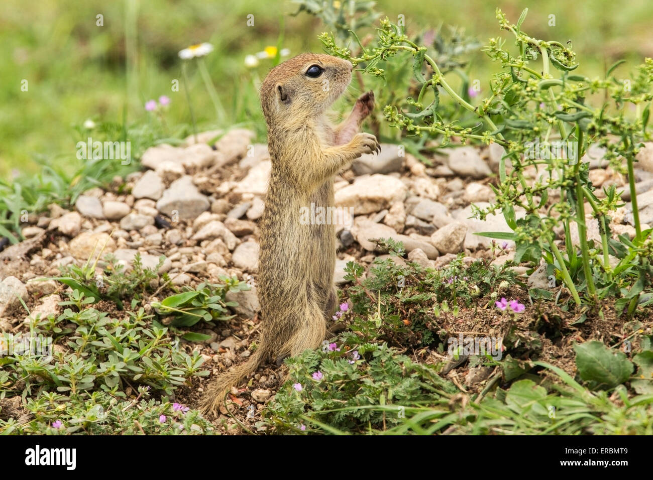 Spermophiles ou européenne souslik (Spermophilus citellus) permanent adultes tout en se nourrissant de végétation, Bulgarie, Europe Banque D'Images