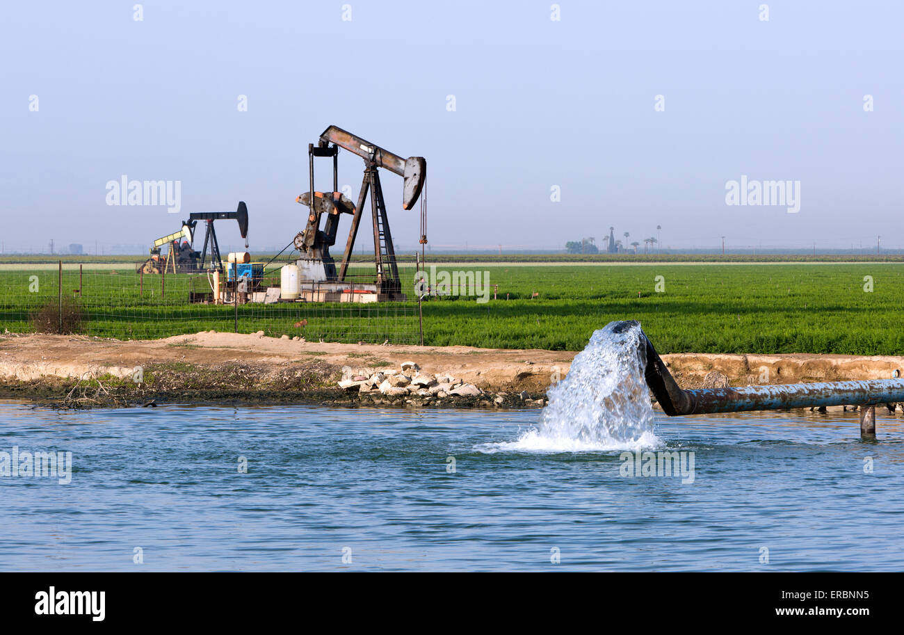 Pompes d'Âne opérant dans le champ de carottes, d'irrigation. Banque D'Images