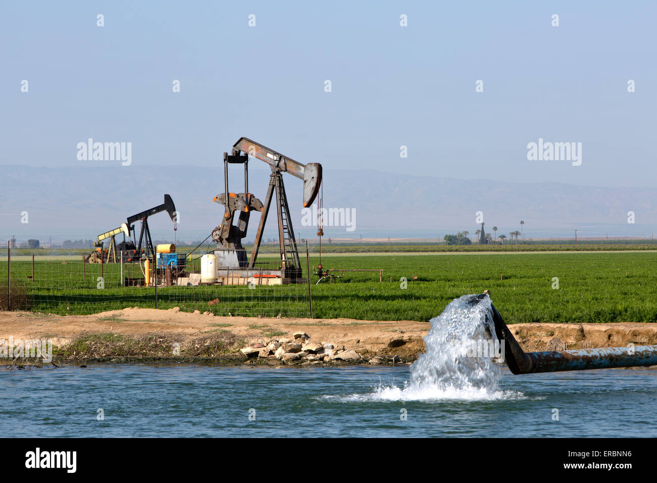 Pompes d'Âne opérant dans le champ de carottes, d'irrigation. Banque D'Images
