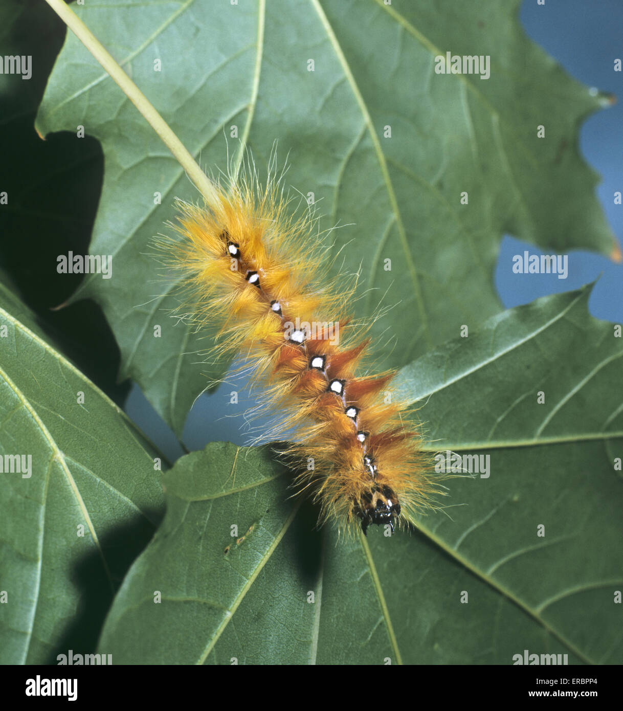 La larve de sycomore - Acronicta aceris Banque D'Images