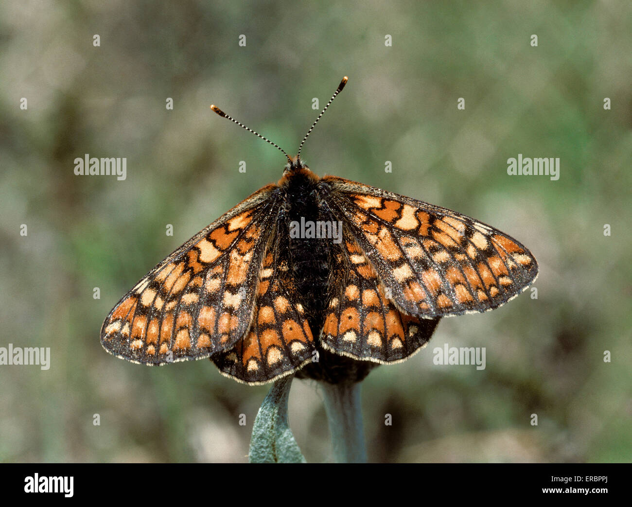 Marsh Fritillary - Euphydryas aurinia Banque D'Images