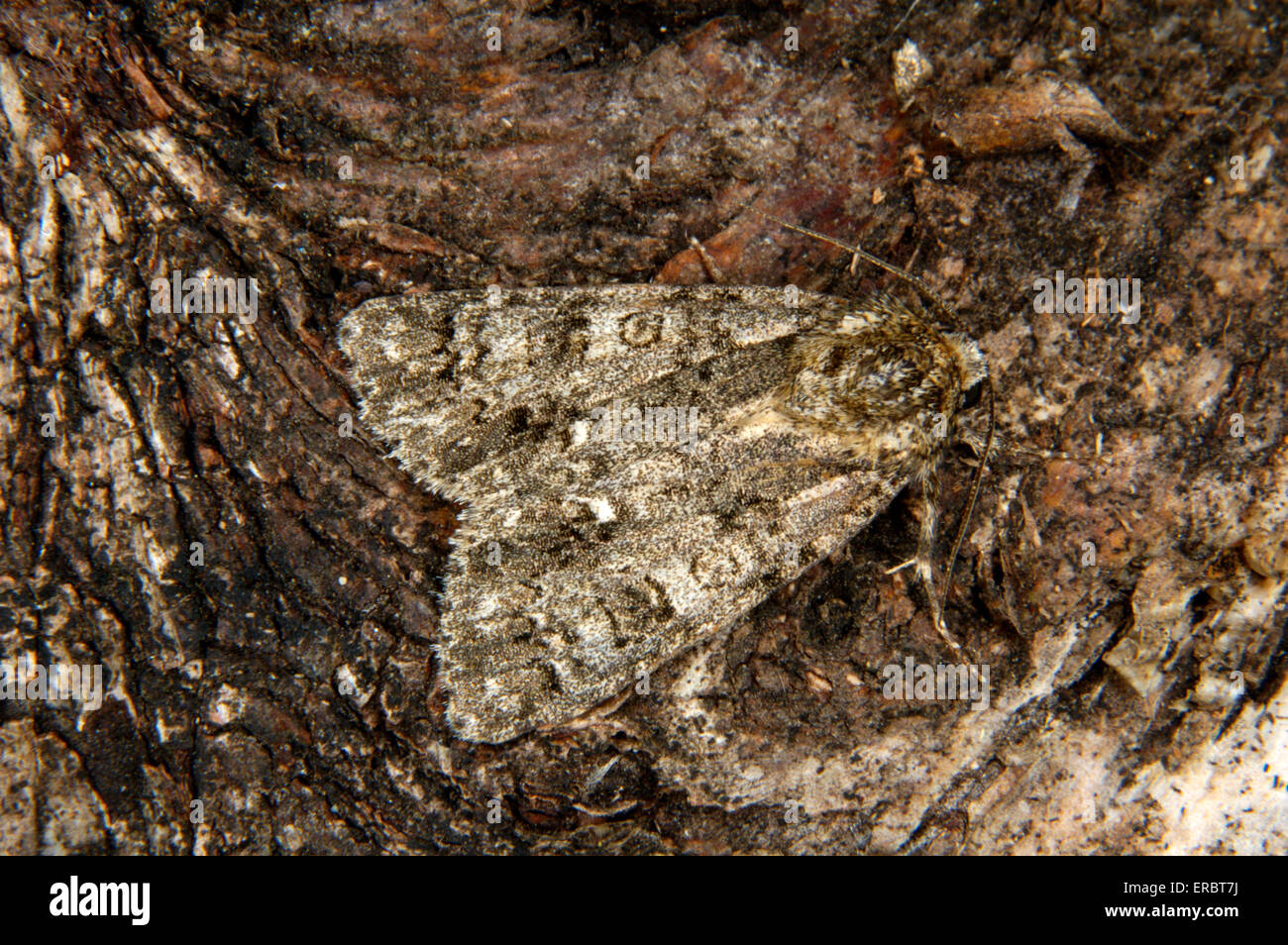L'herbe - Acronicta rumicis Knot Banque D'Images