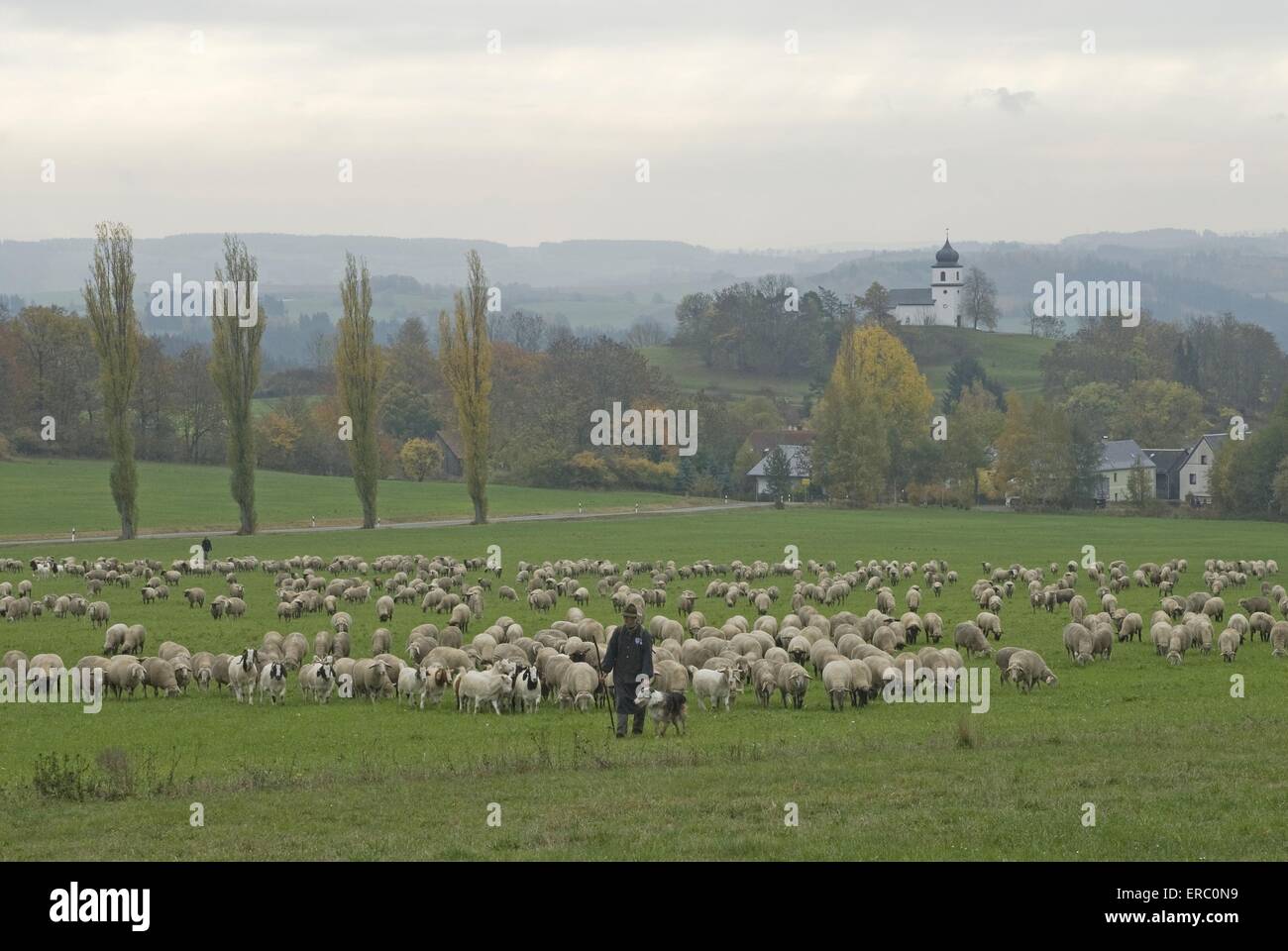 troupeau de moutons Banque D'Images