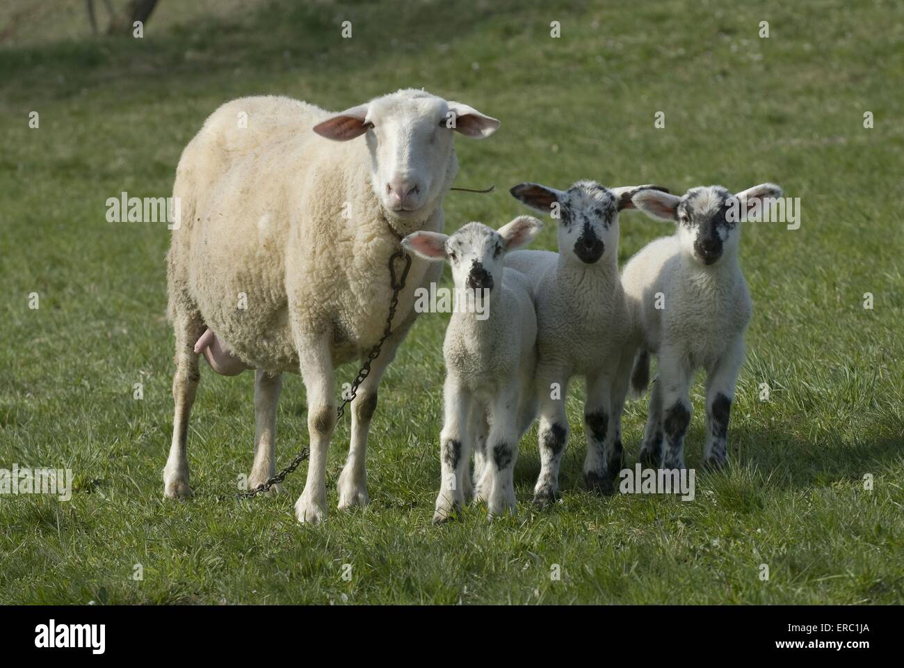 Les brebis avec agneaux Banque D'Images