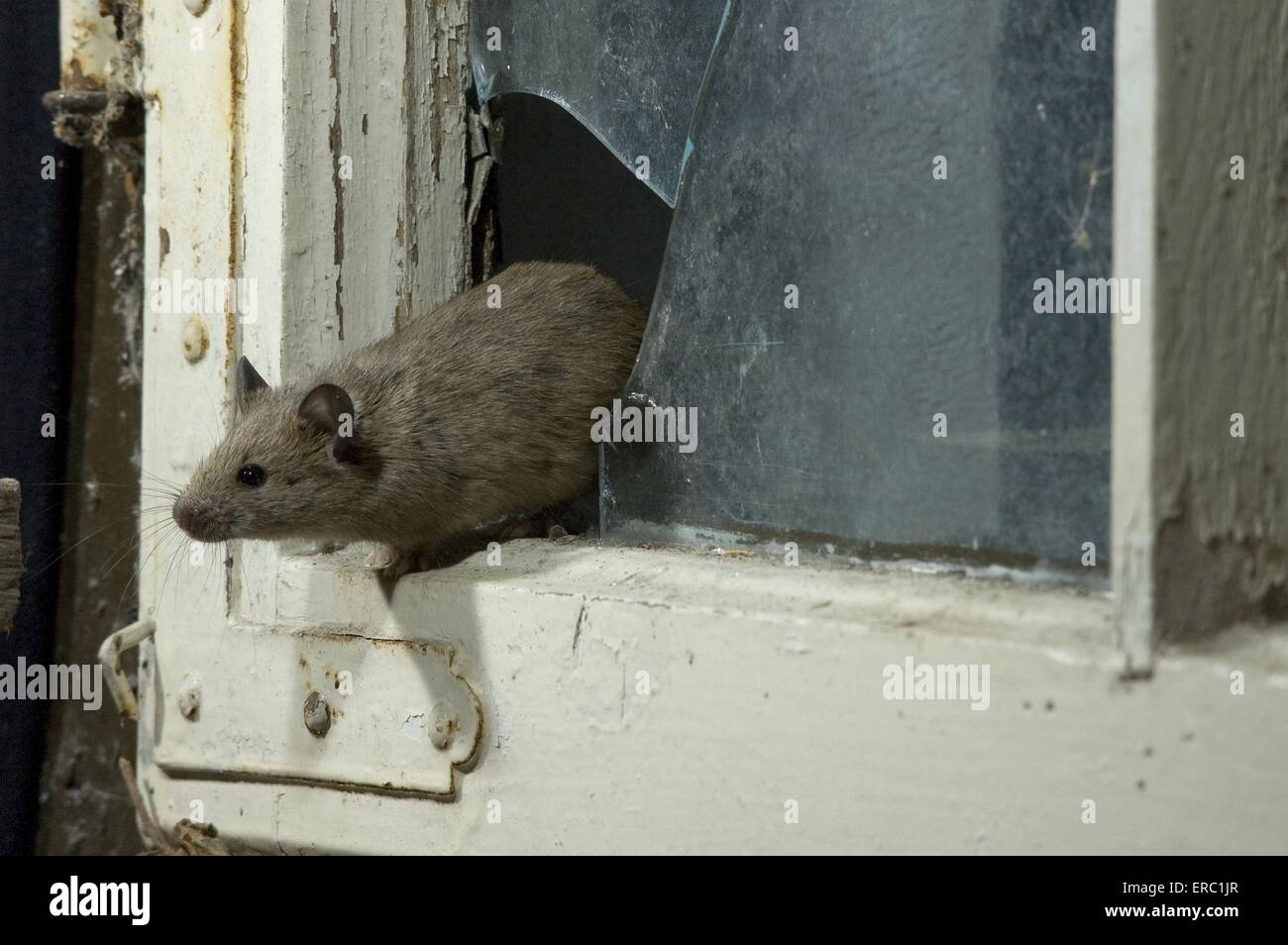 Souris à vitre cassée Banque D'Images
