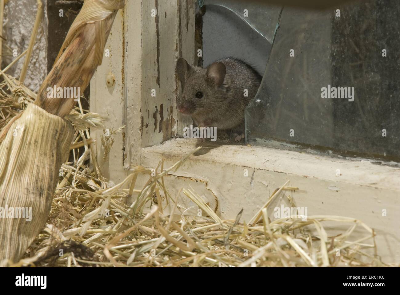 Souris à vitre cassée Banque D'Images