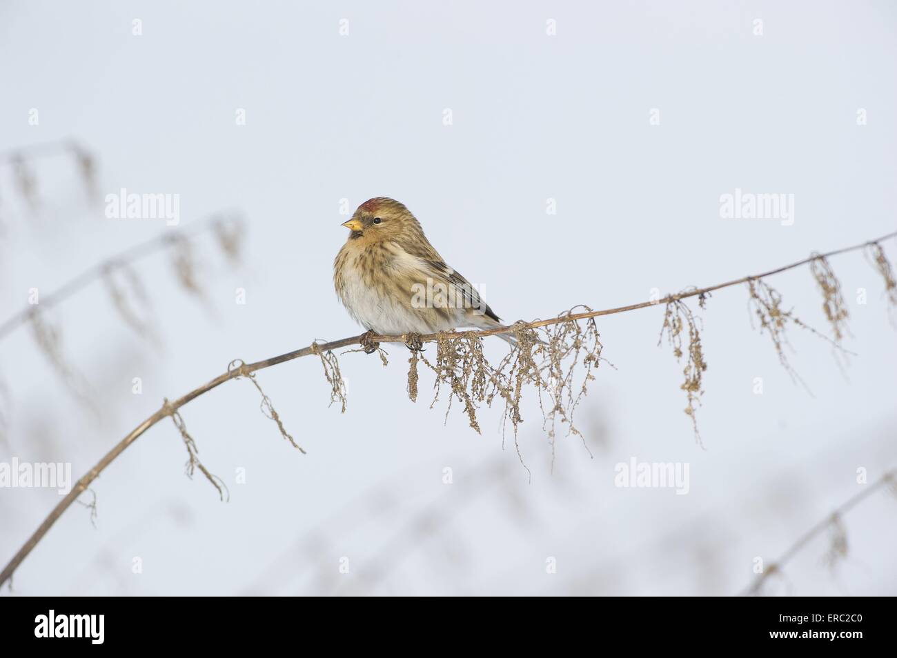 Sizerin flammé Banque D'Images