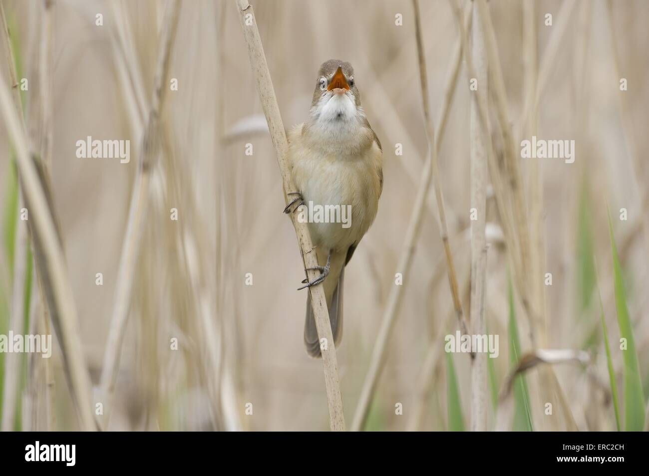 Grand reed warbler Banque D'Images