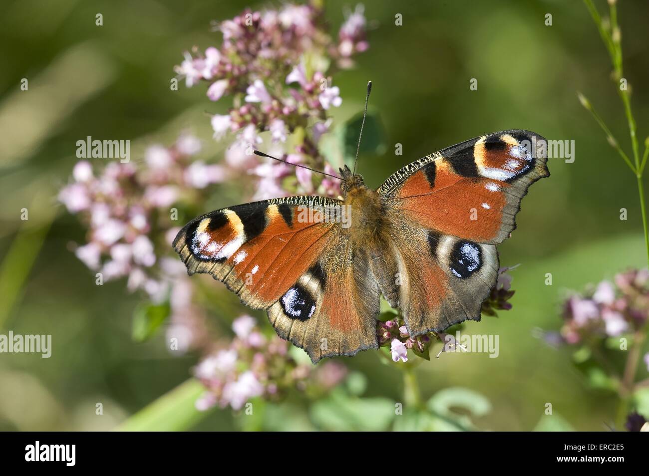 Peacock européenne Banque D'Images