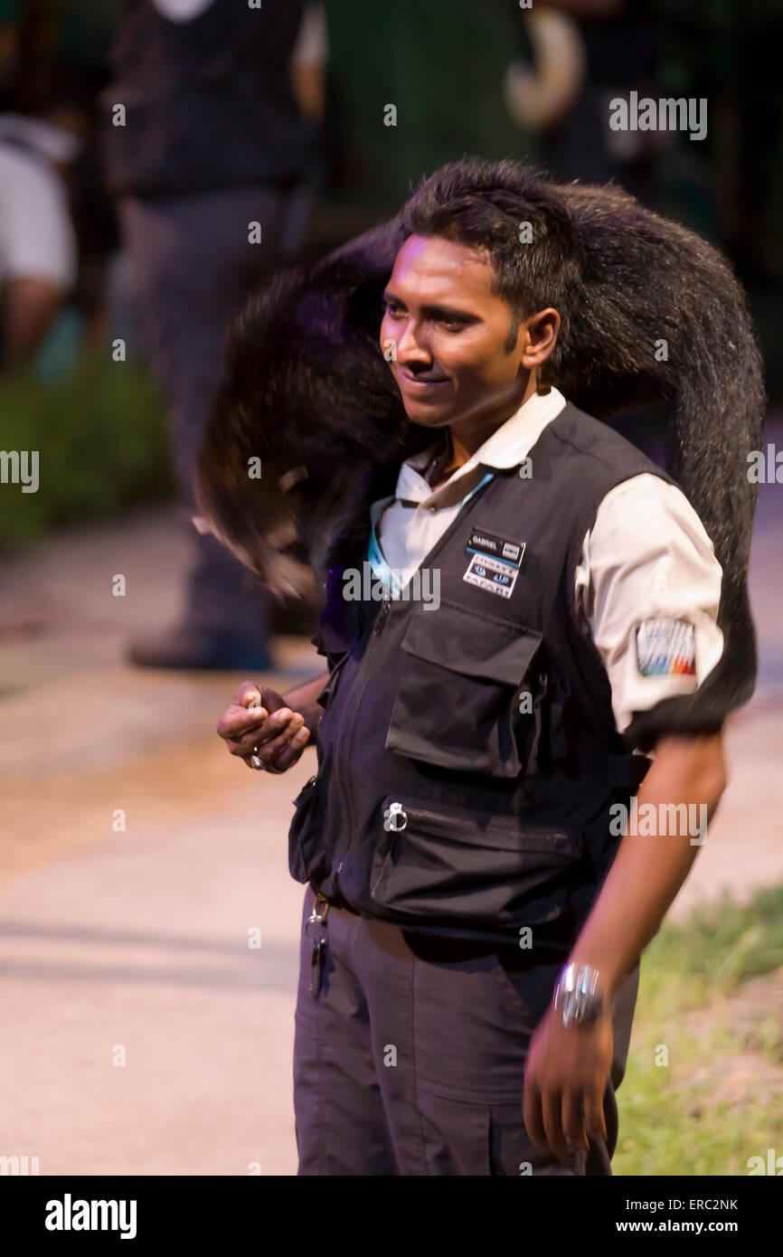 Un détenteur d'animaux au zoo safari de nuit à Singapour montre au public un Binturong. Banque D'Images