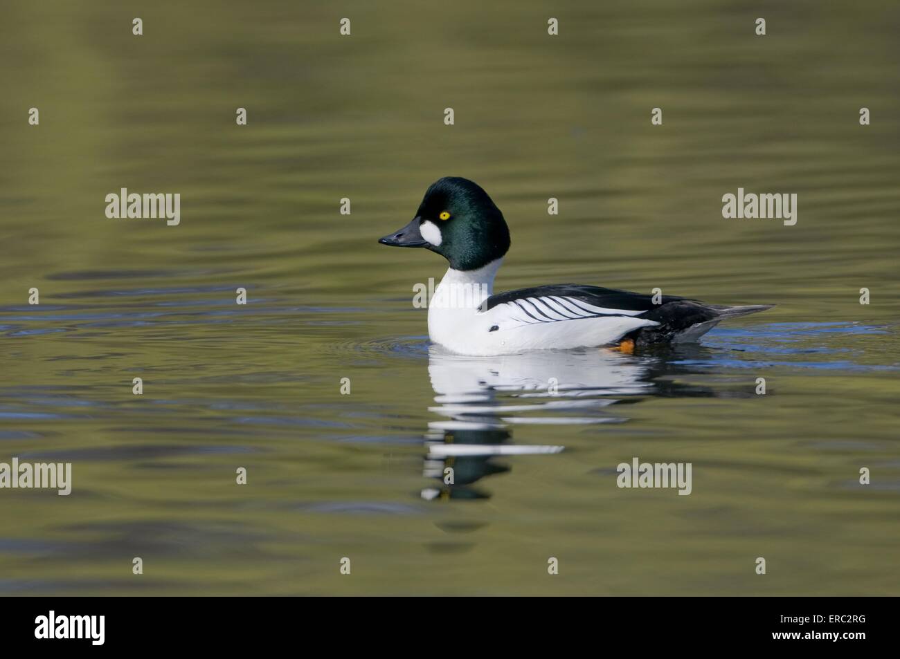 Canard garrot Banque D'Images