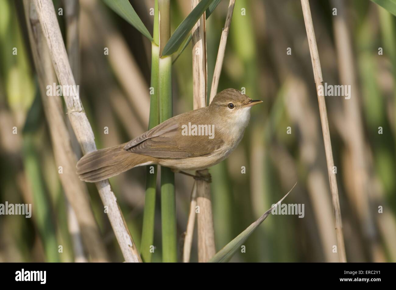 Eurasian reed warbler Banque D'Images