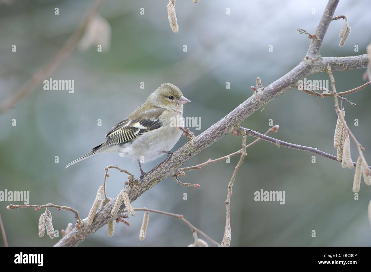 Common chaffinch Banque D'Images