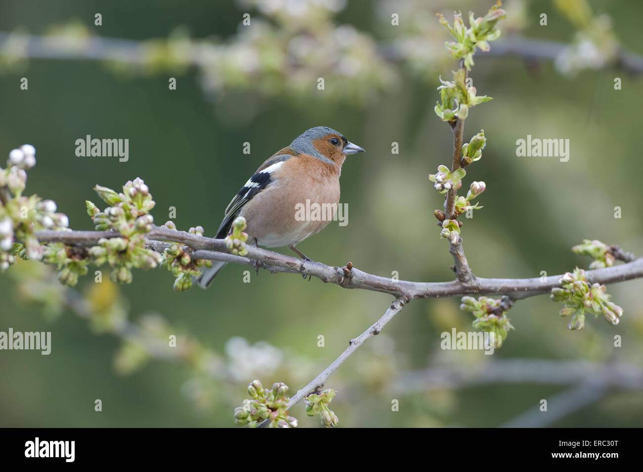 Common chaffinch Banque D'Images