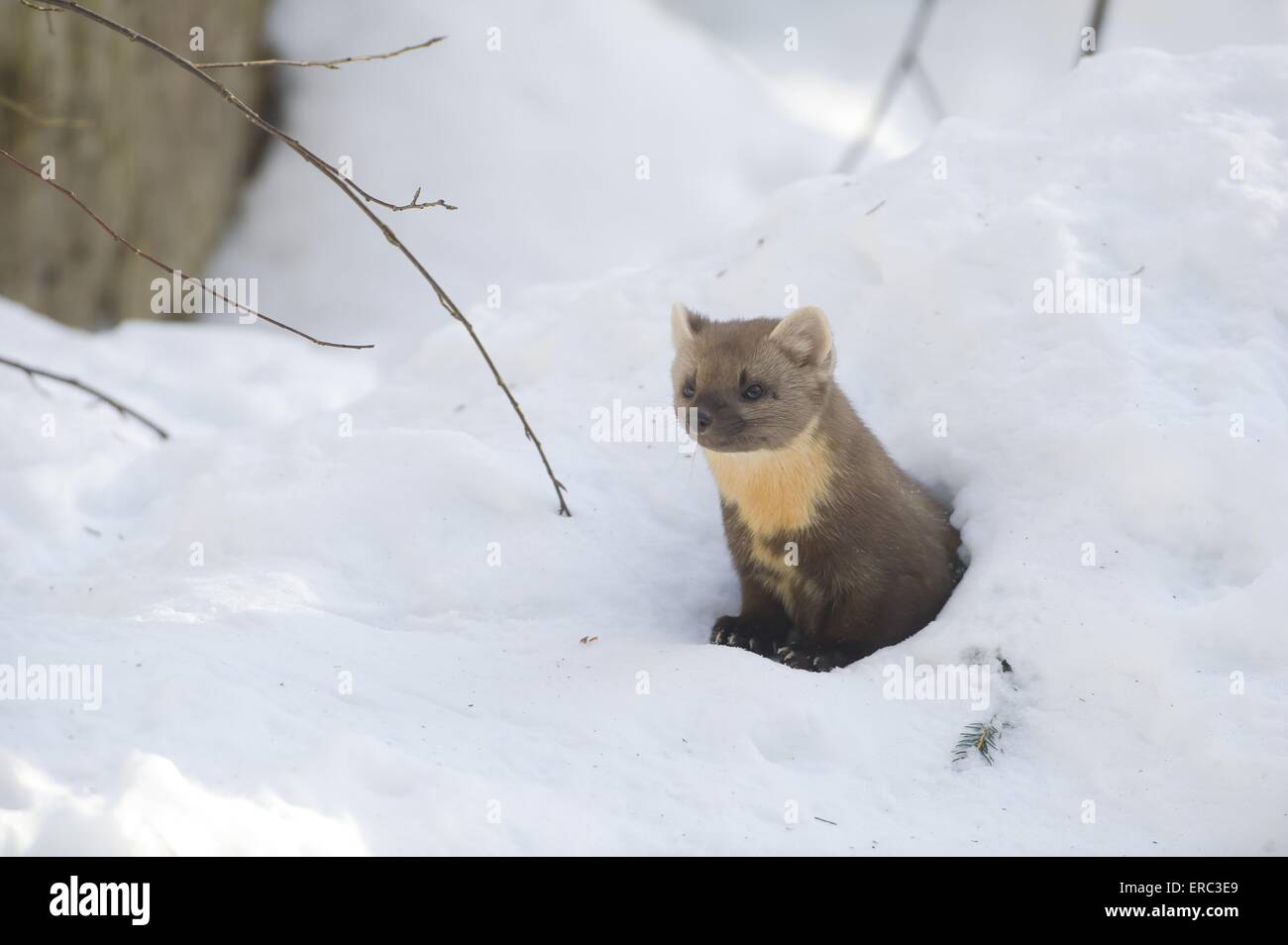 La martre des pins Banque D'Images