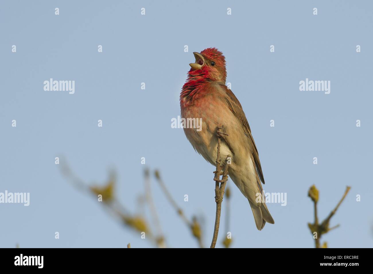 Common rosefinch Banque D'Images