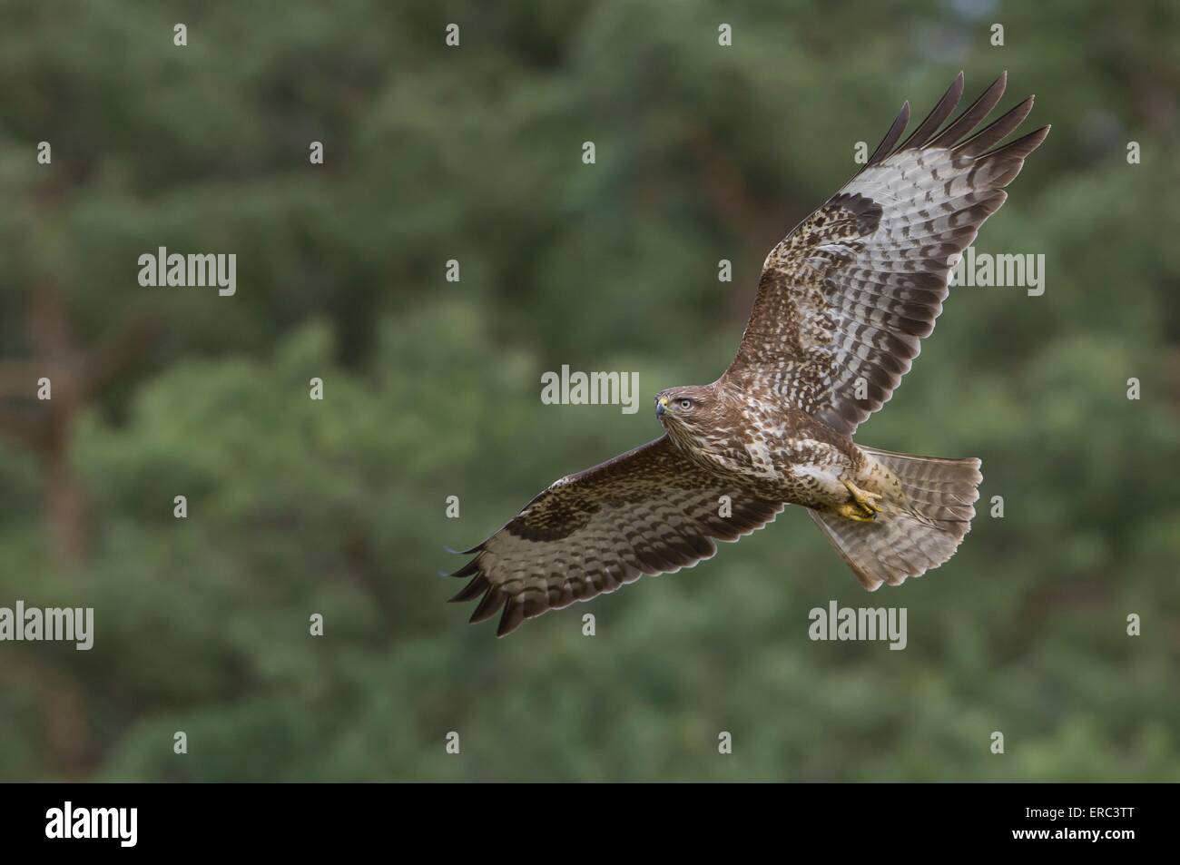 Buse variable Banque D'Images