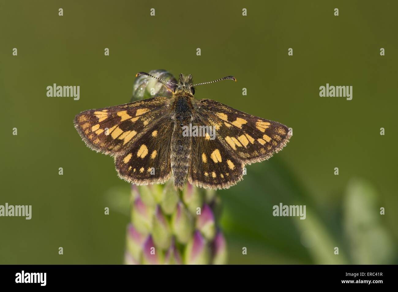 Skipper Arctique Banque D'Images