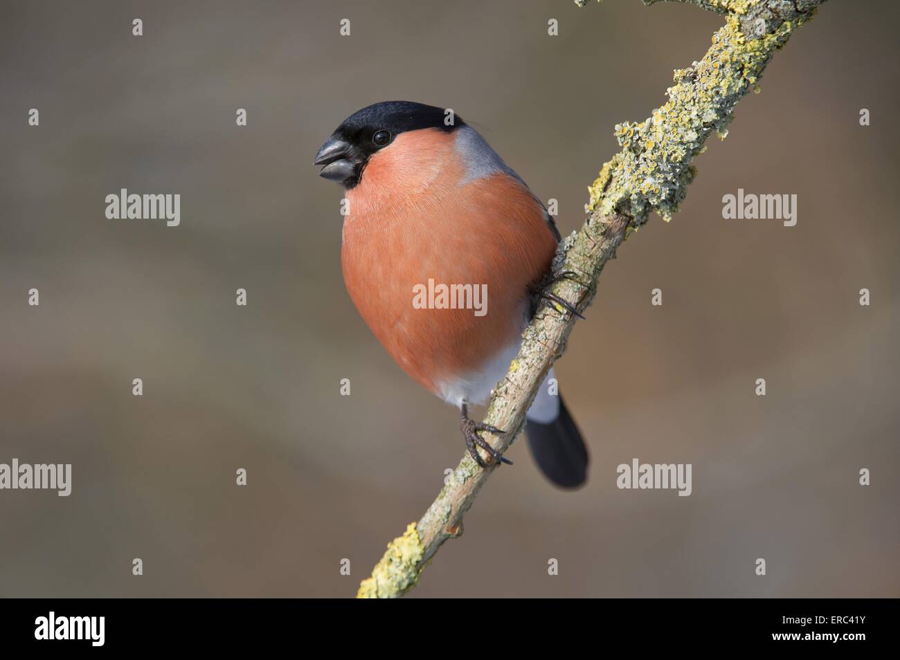 Canard colvert Banque D'Images