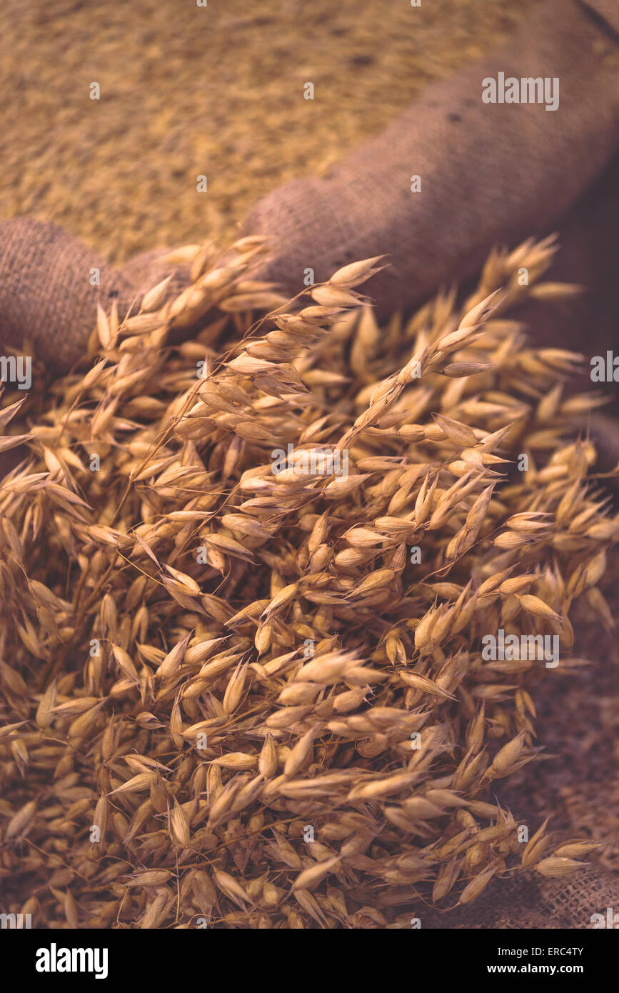 L'avoine et mûrs avec des sacs de grain pour saison de récolte de fond, tonique de l'image. Banque D'Images