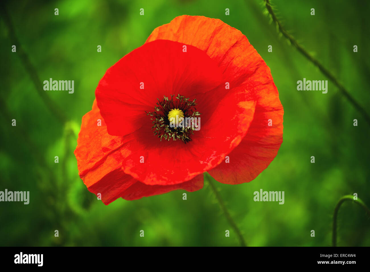 Rouge Coquelicot sauvage sur le terrain, Selective Focus Banque D'Images