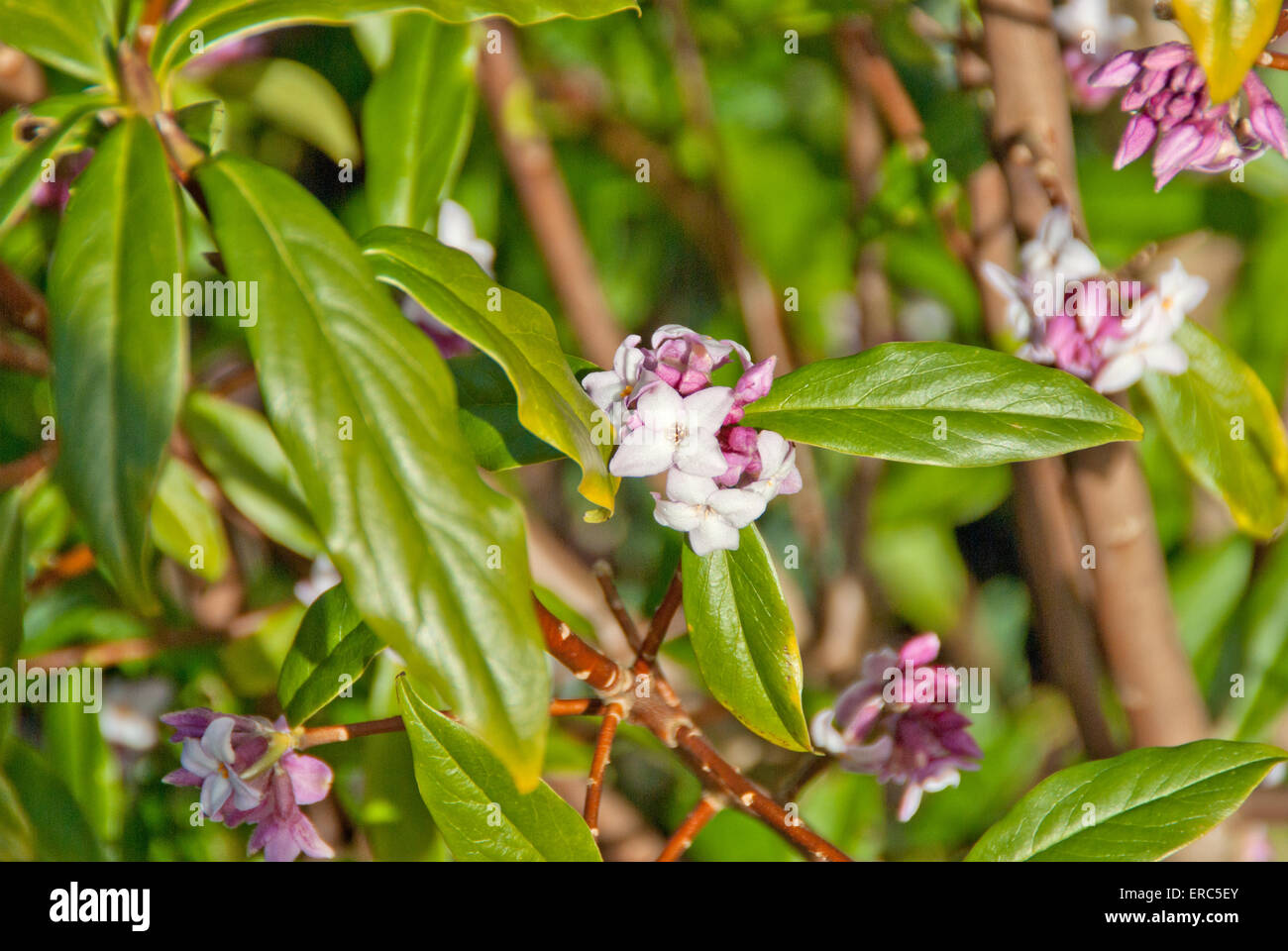 Daphne bholua 'Jacqueline' Postill Banque D'Images