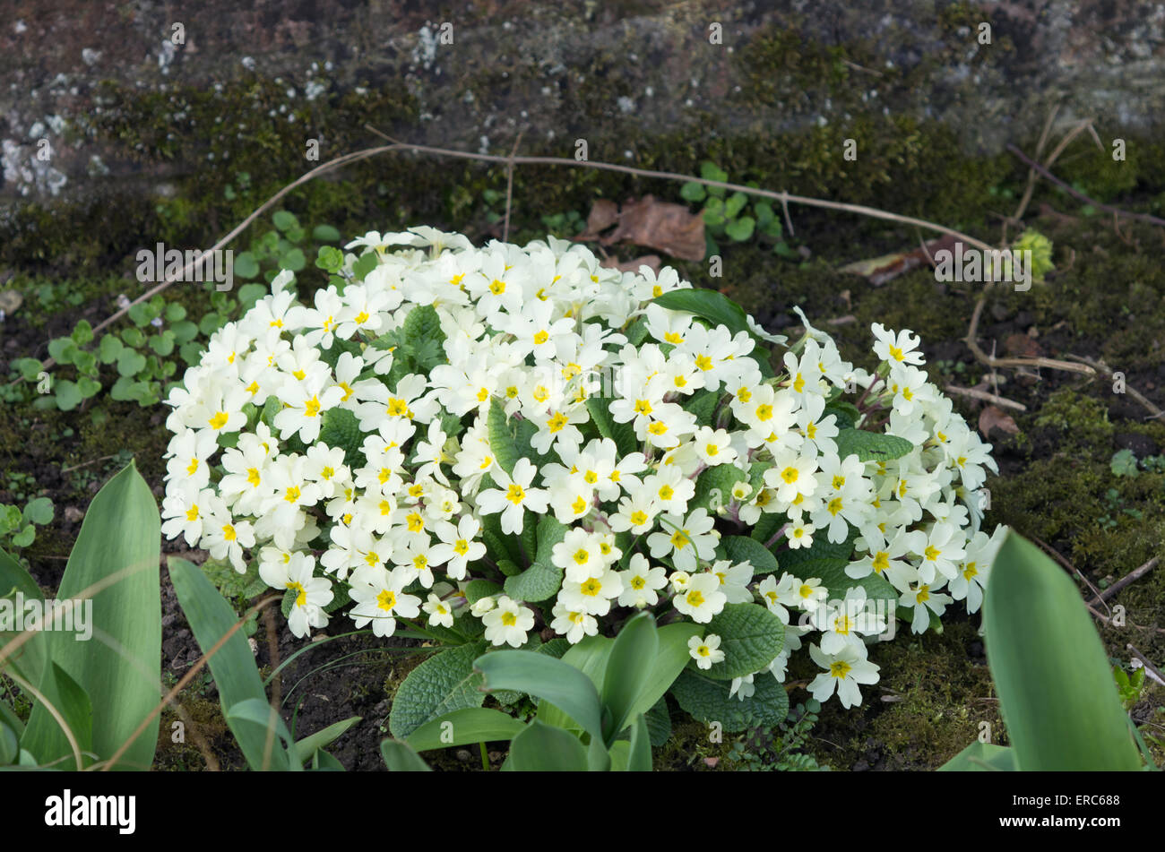 Primrose Primula vulgaris Banque D'Images