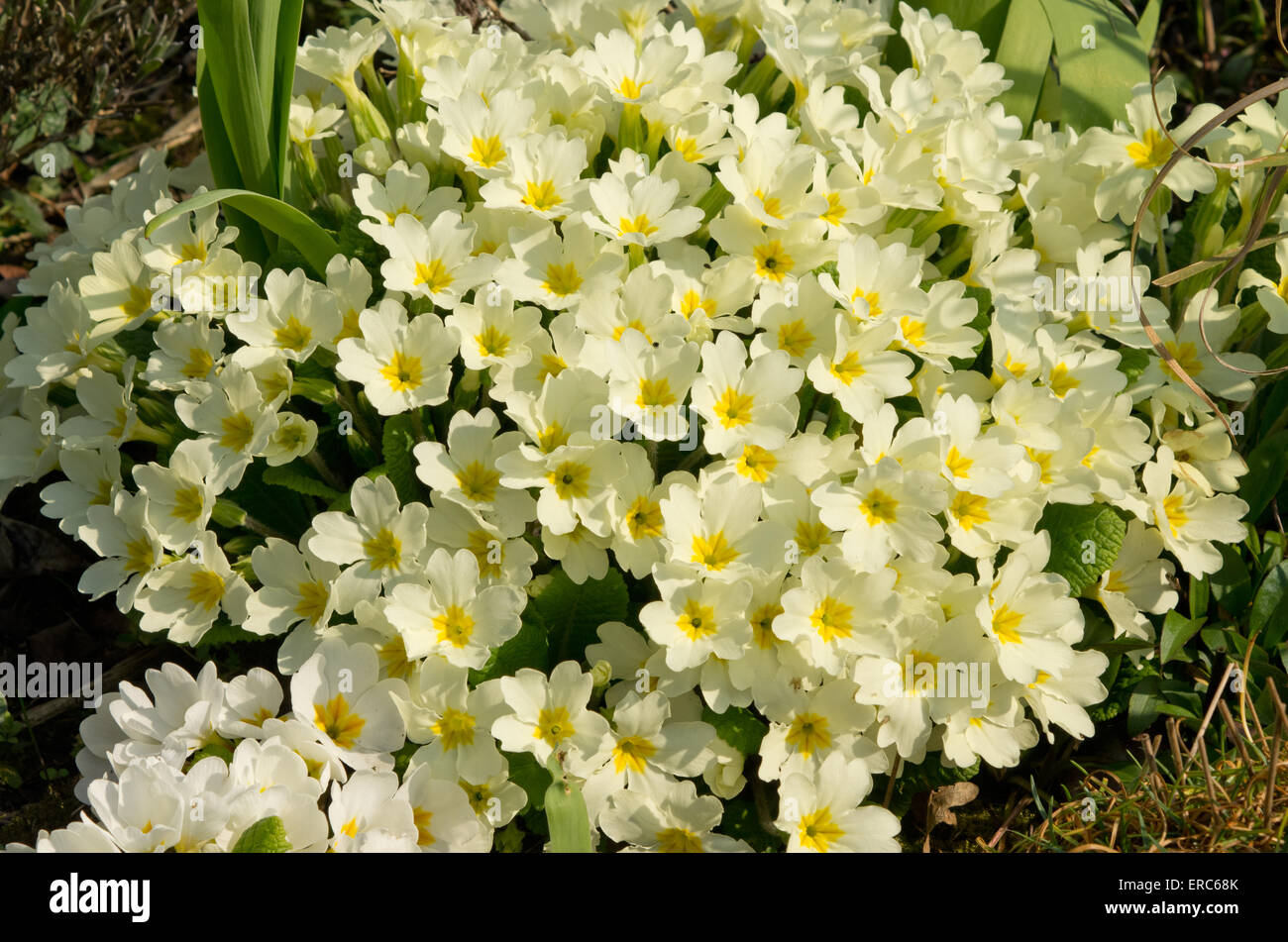 Primrose Primula vulgaris Banque D'Images