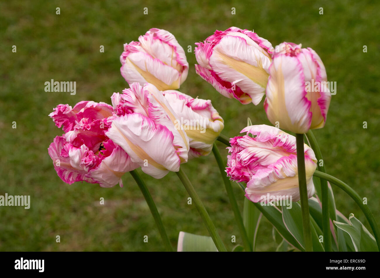 Tulip Parrot d'argent Banque D'Images