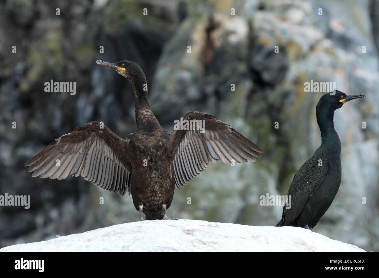cormoran commun Banque D'Images