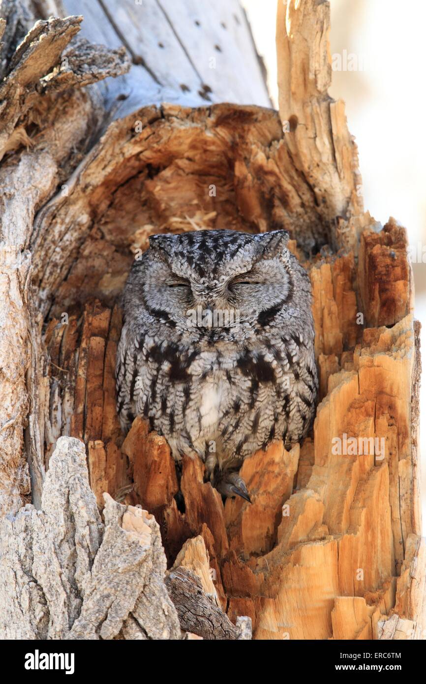 Petit-duc Banque D'Images