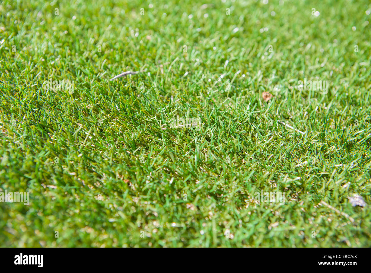 Un plastique "Astro turf' pelouse. L'économie d'eau et pas d'entretien. Banque D'Images