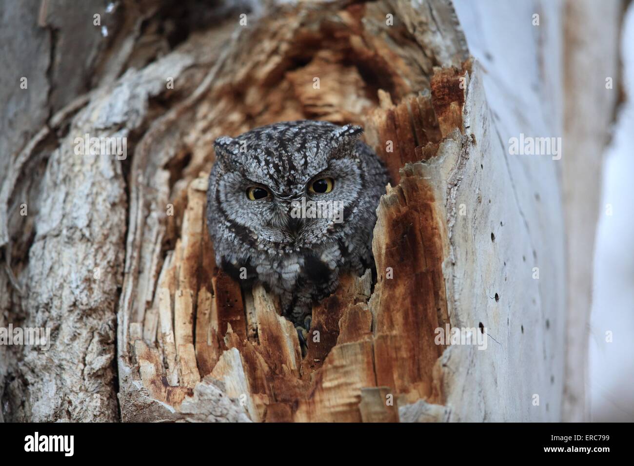 Petit-duc Banque D'Images